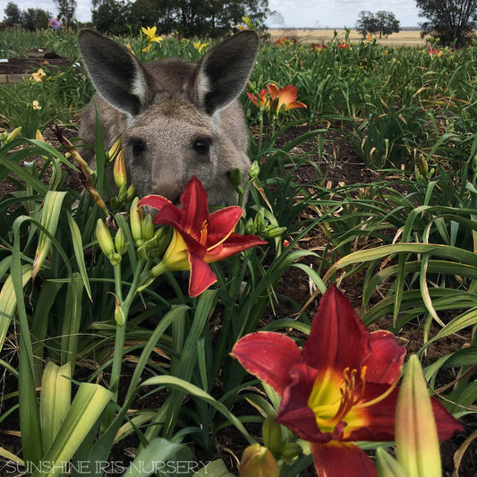 Sunshine Iris, Gardening and COVID-19