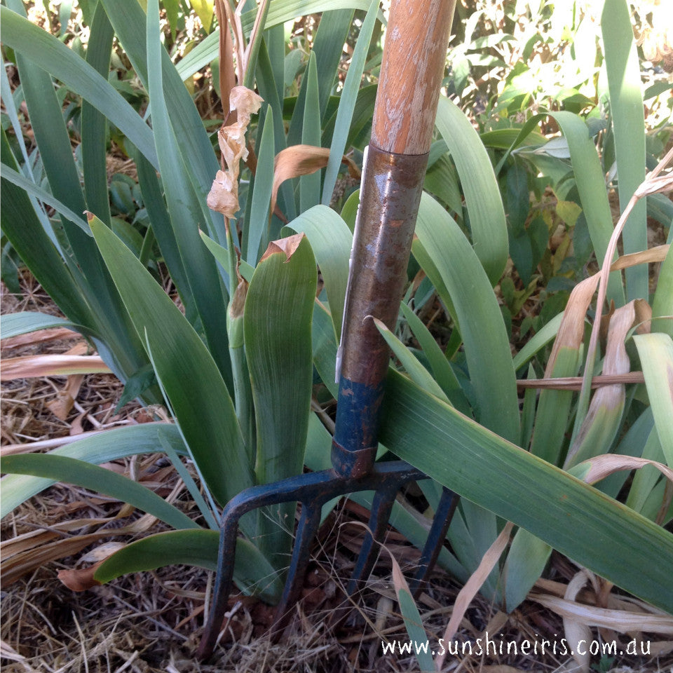 Dividing Iris Plants - Sunshine Iris Nursery