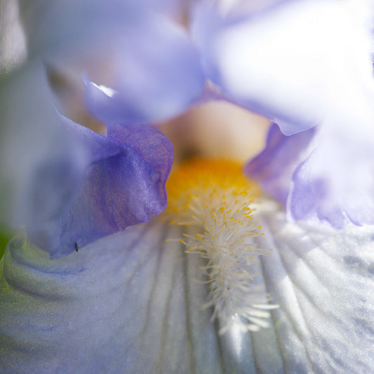 Anatomy of a bearded iris