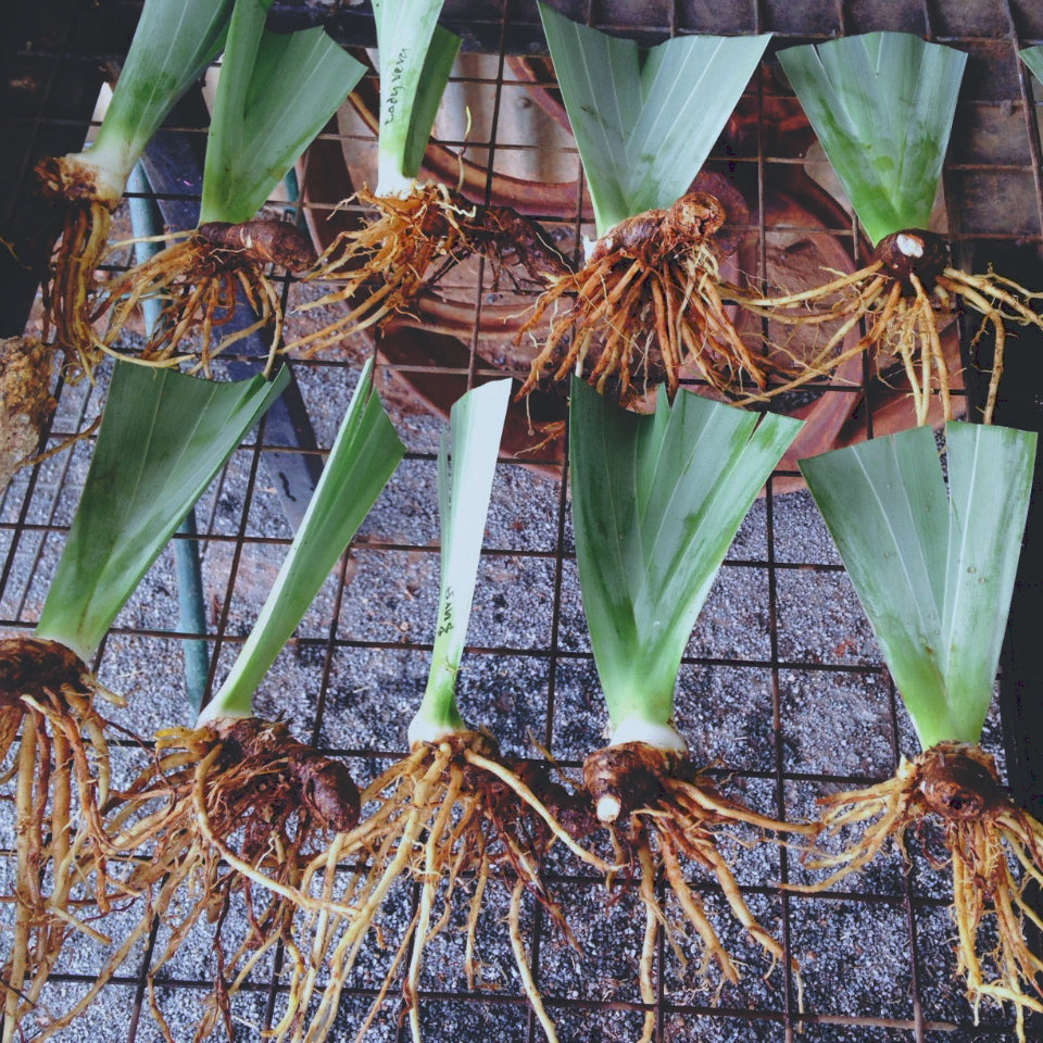 Life cycle of an iris plant – or why we don’t pick during flowering!