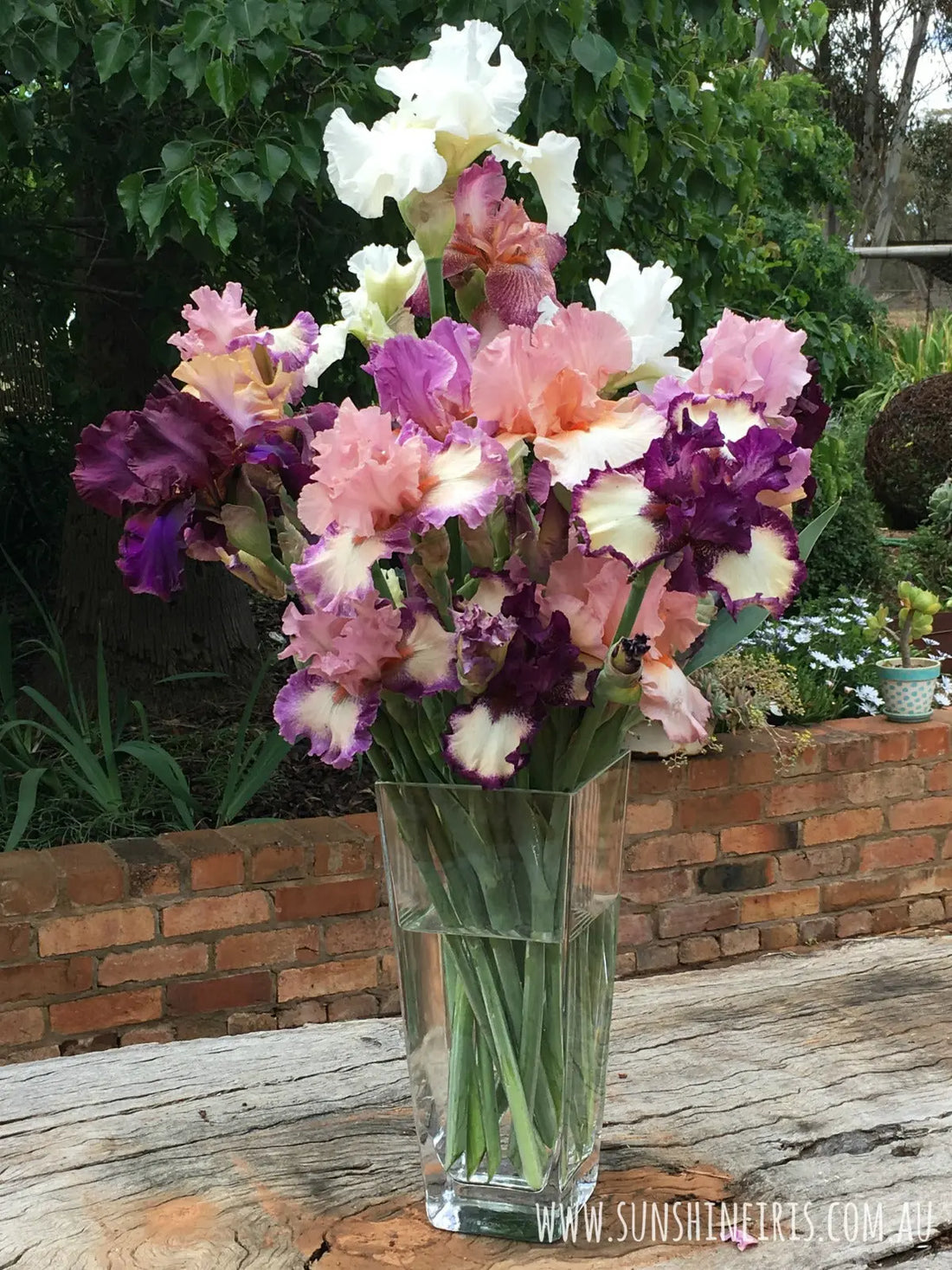 Iris as cut flowers