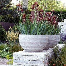 Growing irises in containers