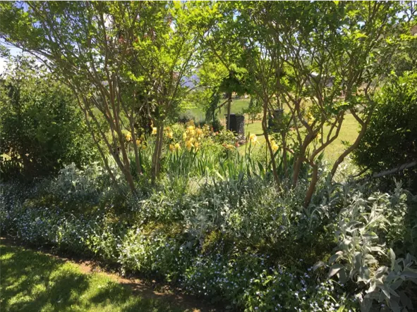 Planting iris for impact