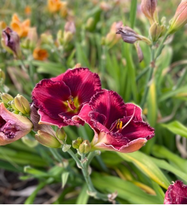 Daylilies?  What a Bonus!  And they’re blooming at Sunshine Iris Nursery right now!