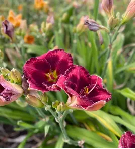Daylilies?  What a Bonus!  And they’re blooming at Sunshine Iris Nursery right now!