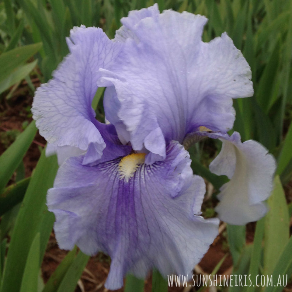 Different types of iris