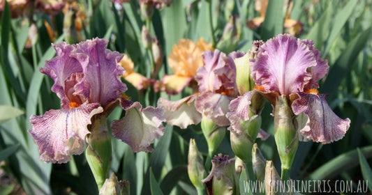 Caring for your bearded irises over the winter months