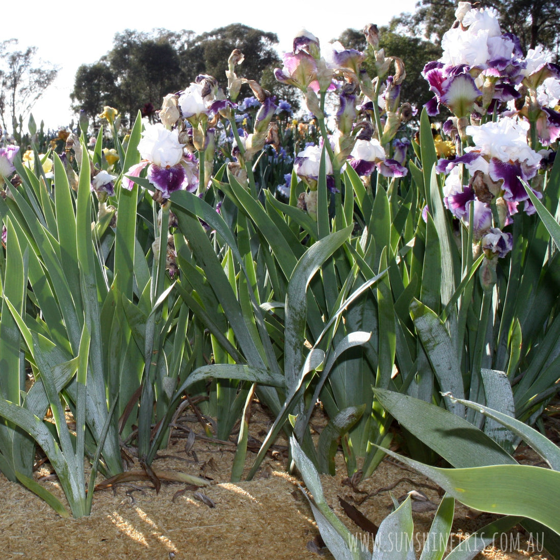Keeping your irises happy over the summer
