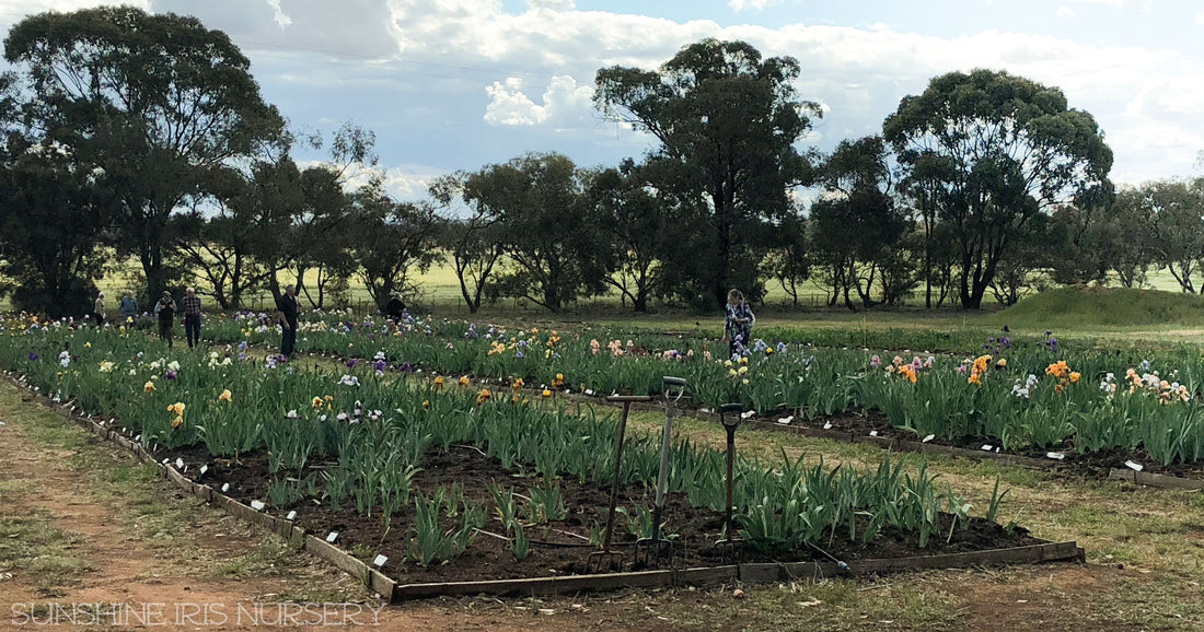 Visitors to Sunshine Iris Nursery