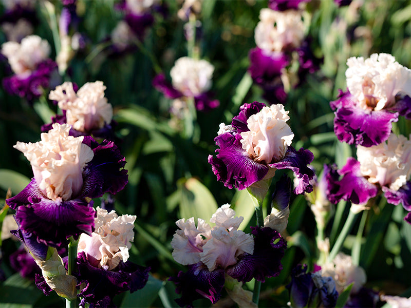 Stepping into spring - Preparing your irises for spring