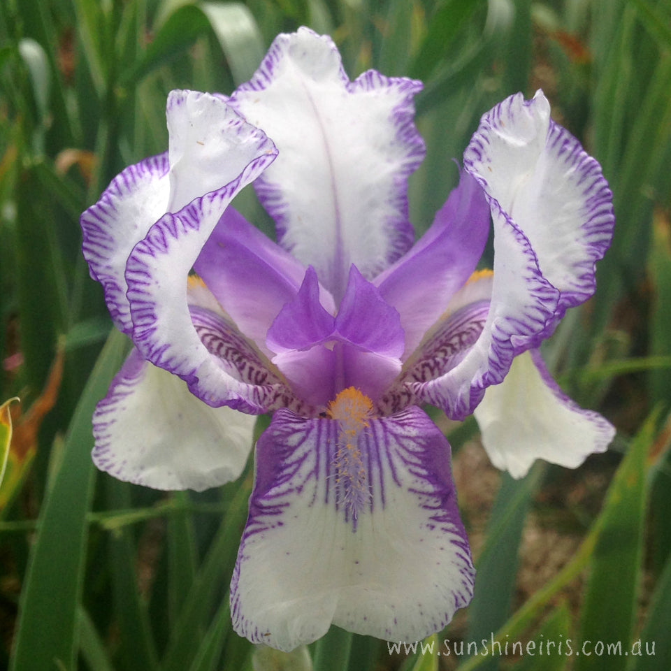 Vintage or historic irises