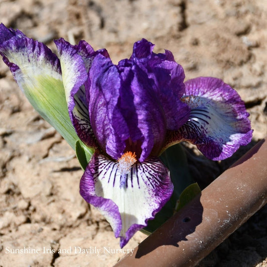 Nimble Toes - Dwarf Bearded Iris Sunshine Iris Nursery