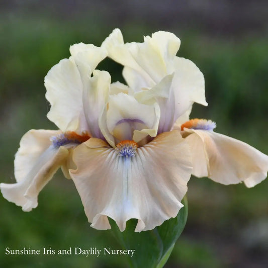 Bottle of Bliss - Intermediate Bearded Iris Sunshine Iris Nursery