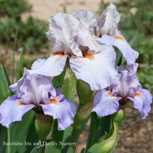 Lissom - Intermediate Bearded Iris Sunshine Iris Nursery