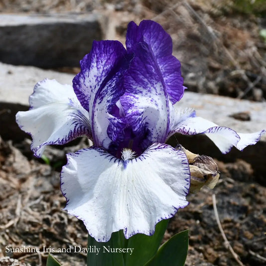Rare Edition - Intermediate Bearded Iris Sunshine Iris Nursery