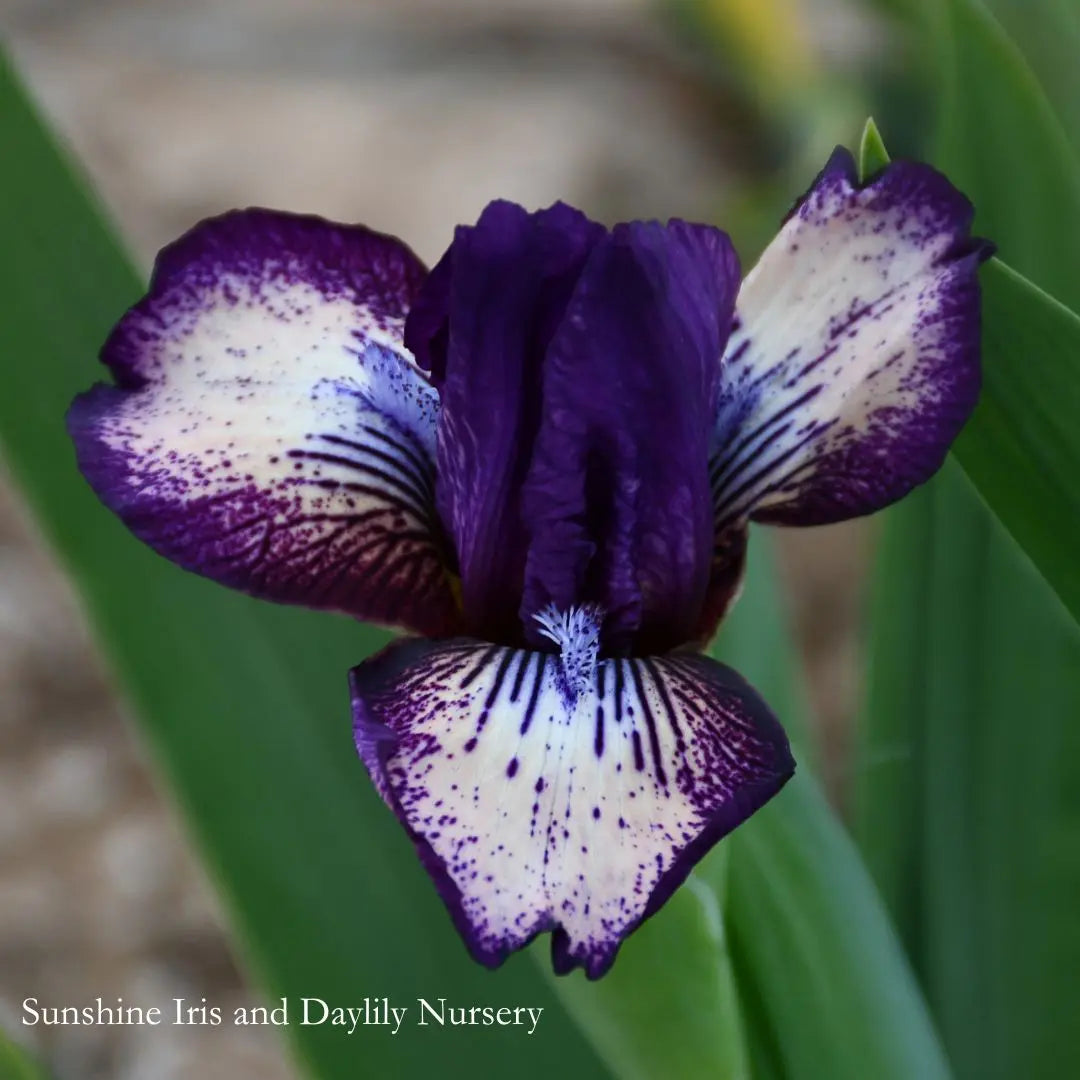 For Fun - Dwarf Bearded Iris Sunshine Iris Nursery