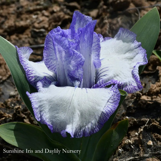 Bold Print - Intermediate Bearded Iris Sunshine Iris Nursery