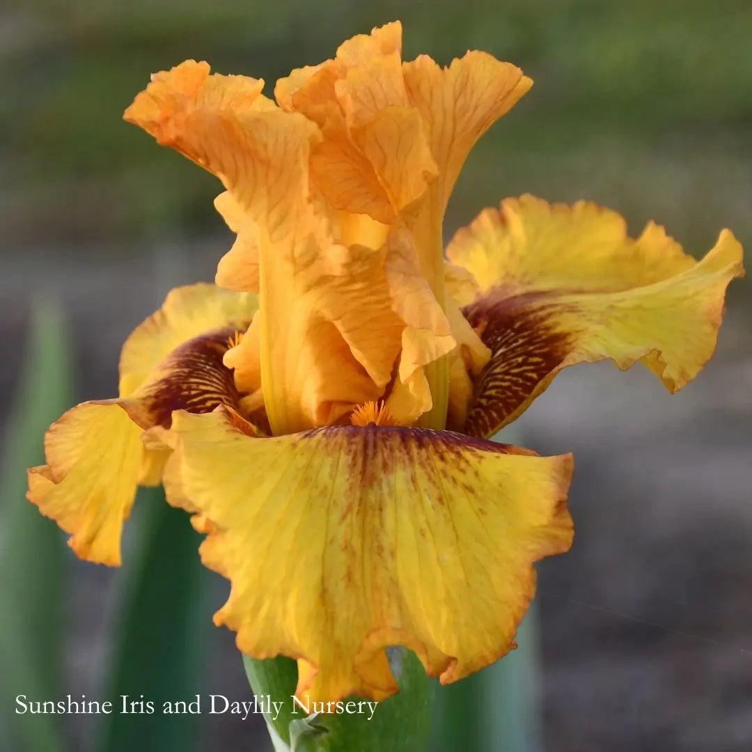 Burst - Tall Bearded Iris Sunshine Iris Nursery