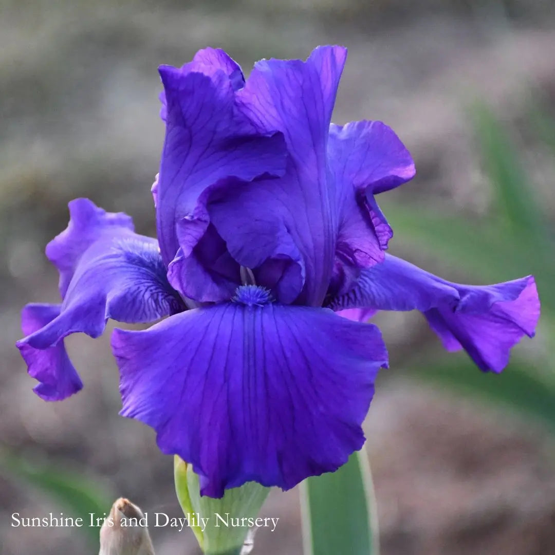 Distraction - Tall Bearded Iris Sunshine Iris Nursery