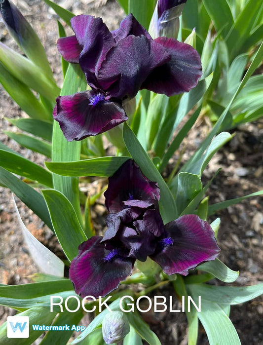 ROCK GOBLIN- Dwarf Bearded Iris