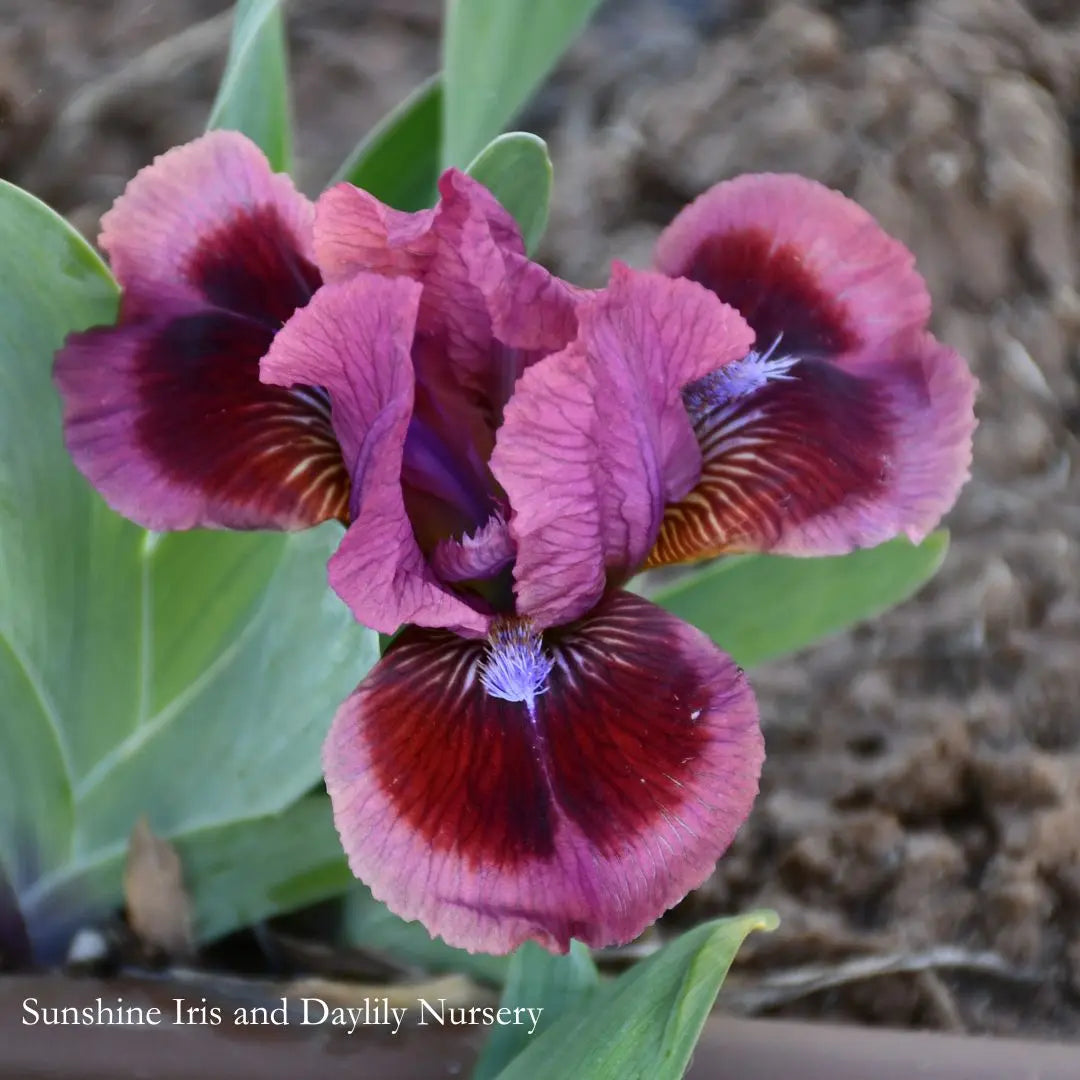 Cat's Eye - Dwarf Bearded Iris Sunshine Iris Nursery