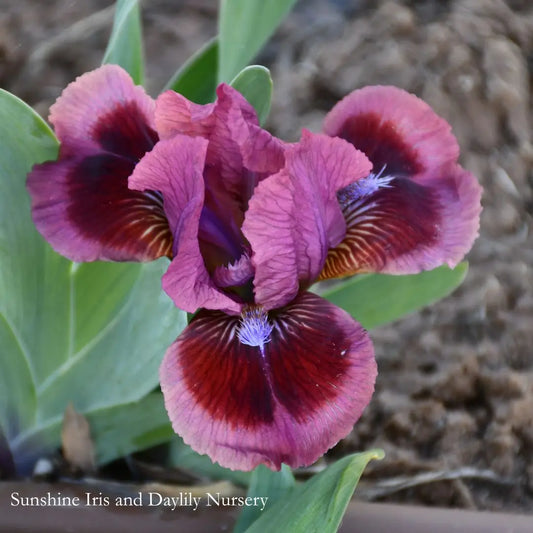 Cat's Eye - Dwarf Bearded Iris Sunshine Iris Nursery
