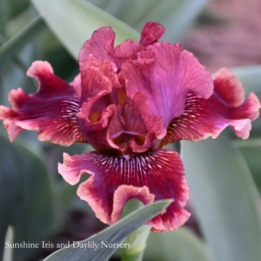 Uptown Fashion - Intermediate Bearded Iris Sunshine Iris Nursery