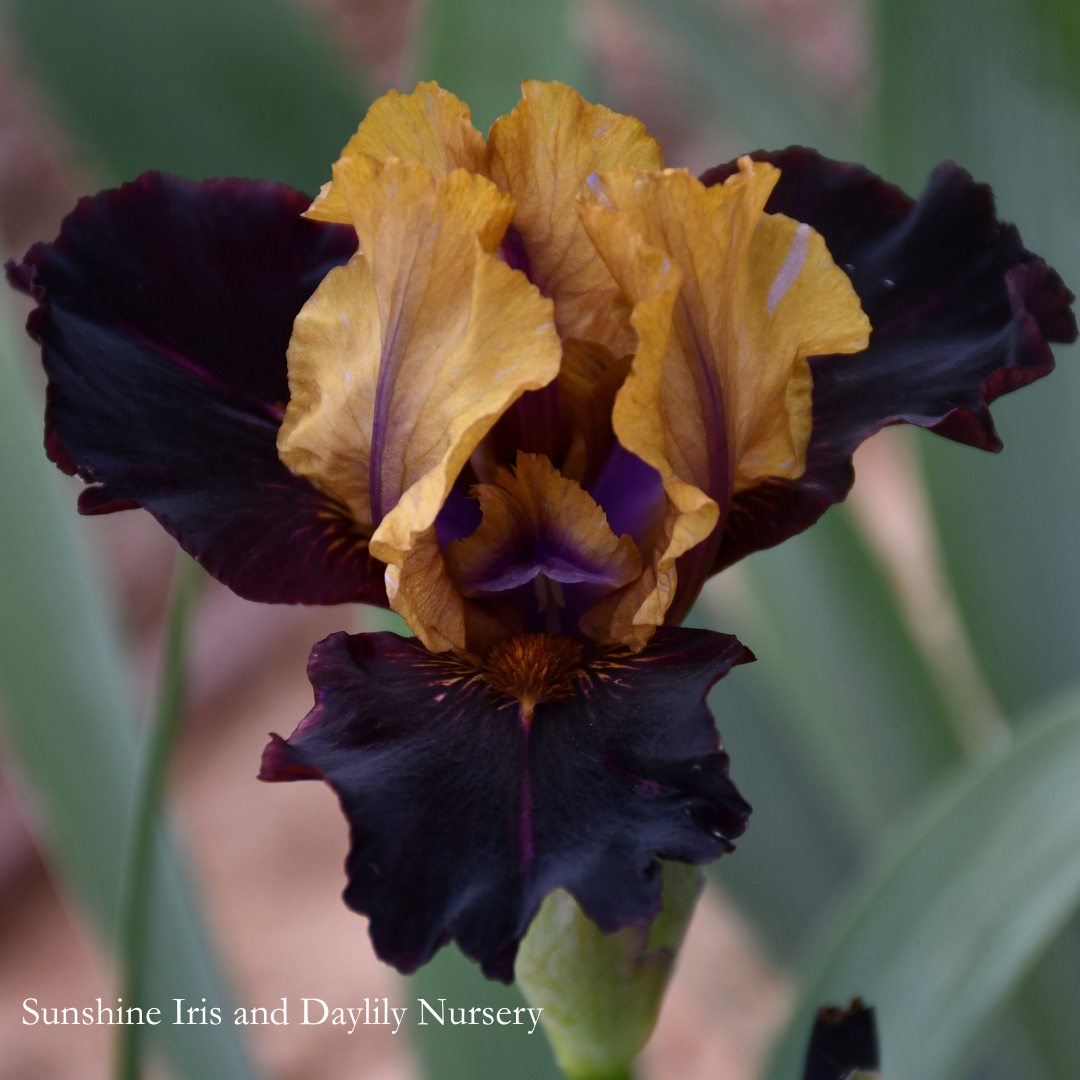 Witchwork - Intermediate Bearded Iris
