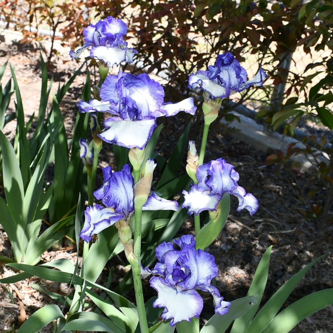 My Friend Joyce - Tall Bearded Iris