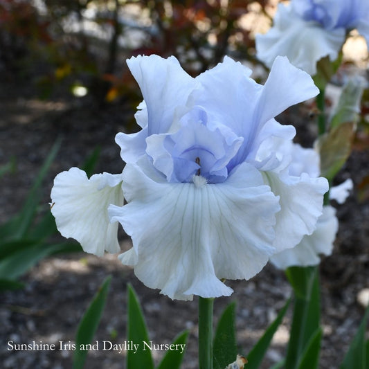 Cafe Bleu - Tall Bearded Iris