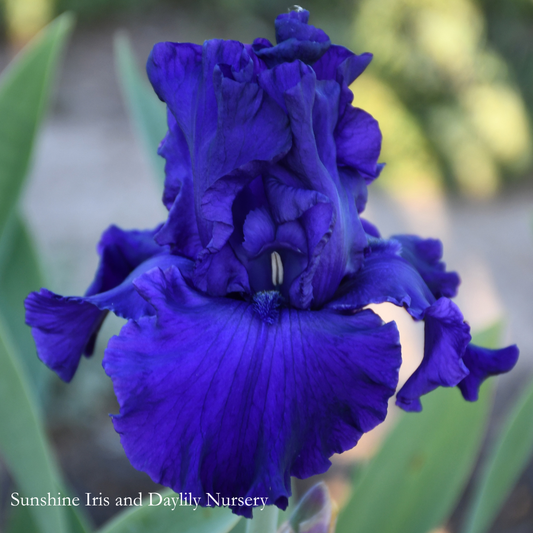 Navy Blues - Tall Bearded Iris
