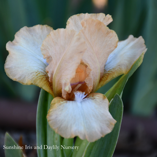 Hot Seat - Dwarf Bearded Iris