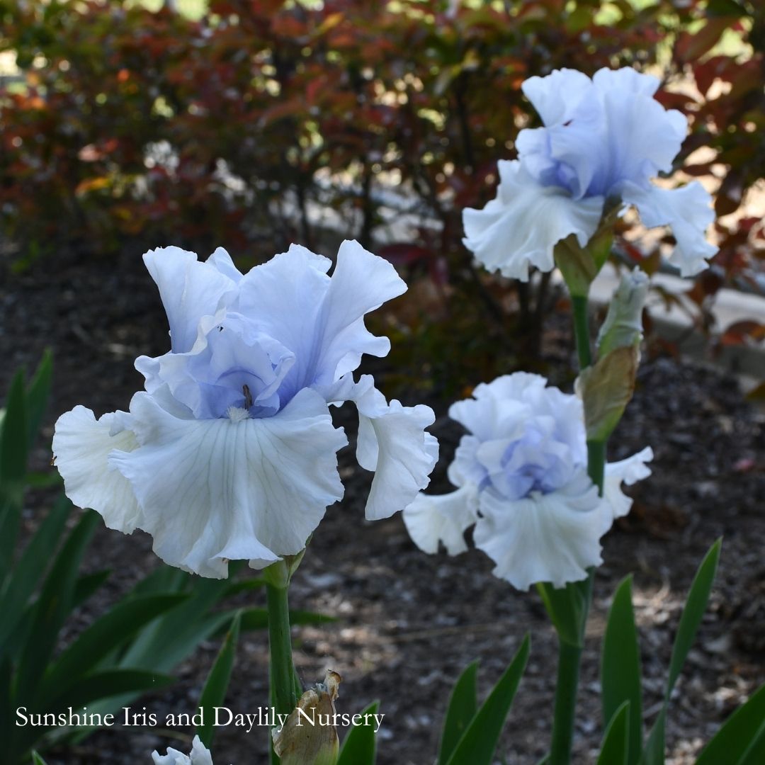 Cafe Bleu - Tall Bearded Iris
