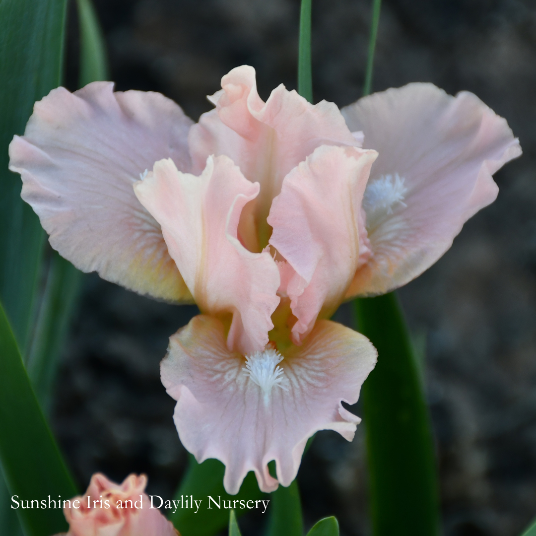 Graciano - Dwarf Bearded Iris