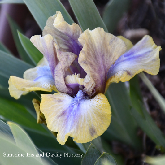 Glint - Dwarf Bearded Iris