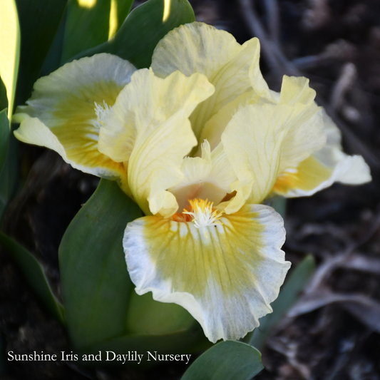 Dedicated - Dwarf Bearded Iris