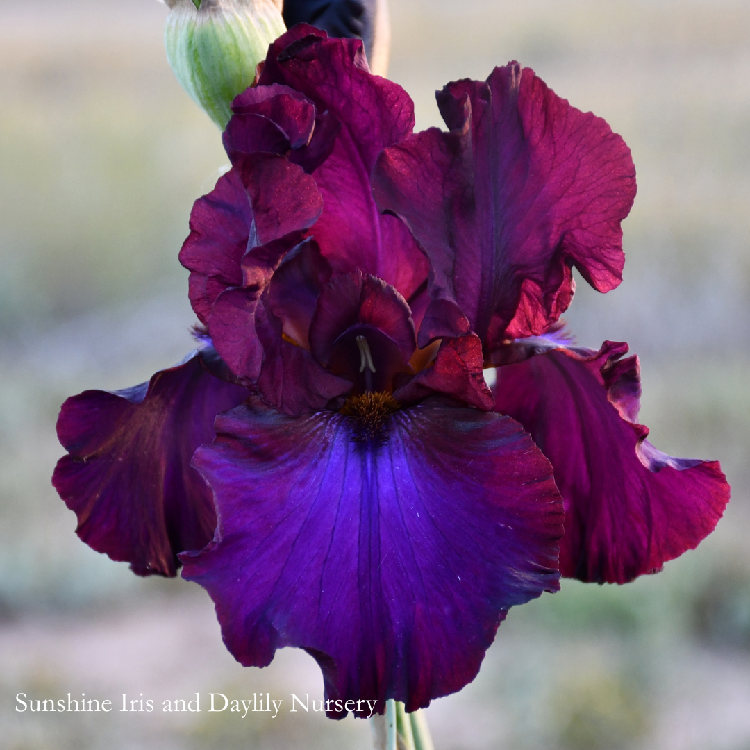 Grape Expectations - Tall Bearded Iris