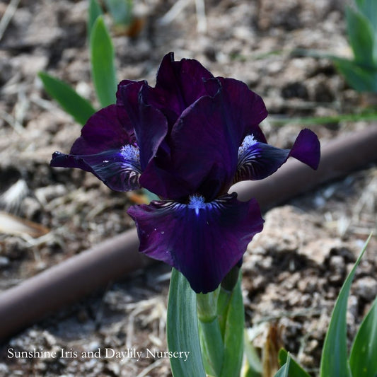 Dapper - Dwarf Bearded Iris