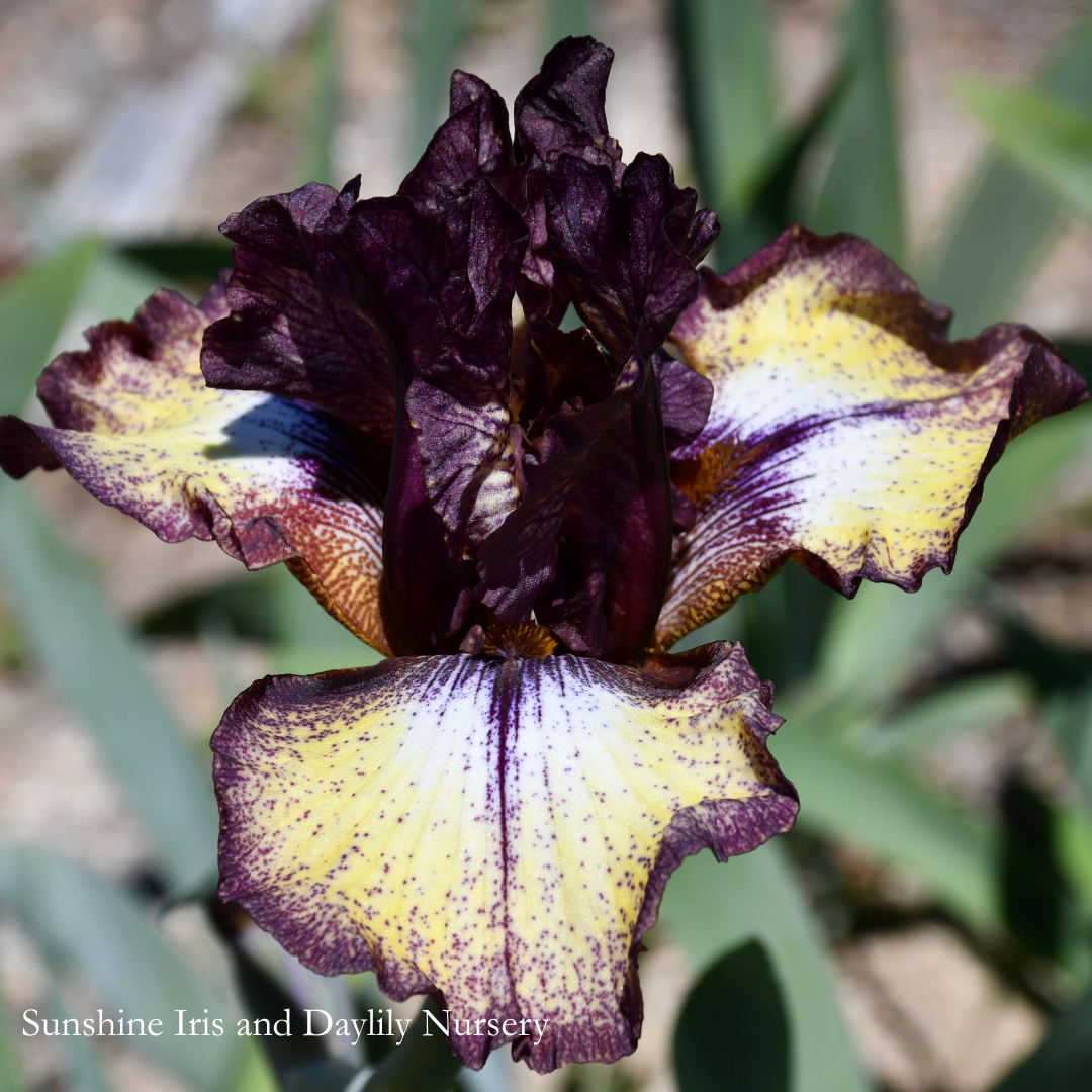 Burgundy Brown - Tall Bearded Iris