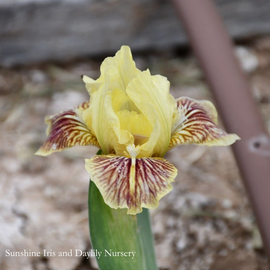 Sass With Class - Dwarf Bearded Iris