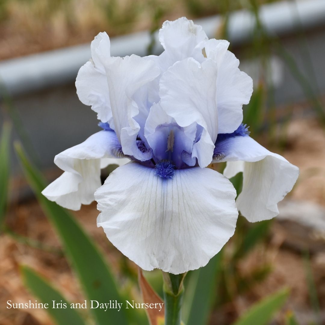 Autograph - Tall Bearded Iris