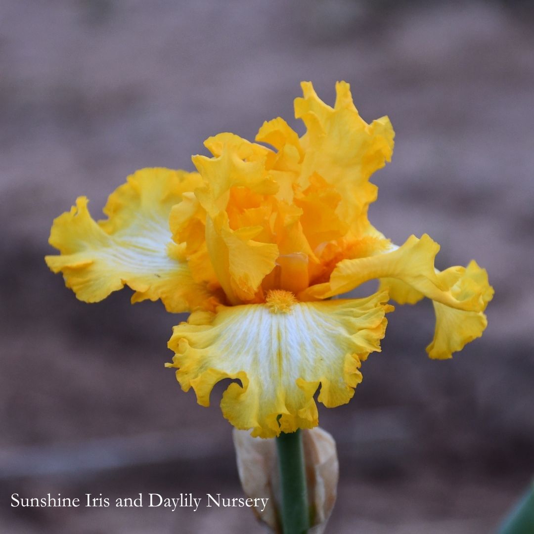 Thats All Folks  - Tall Bearded Iris