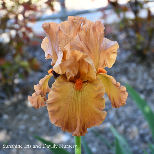 RUSTY TAYLOR - Tall Bearded Iris