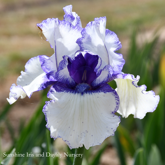 Freedom Song - Tall Bearded Iris