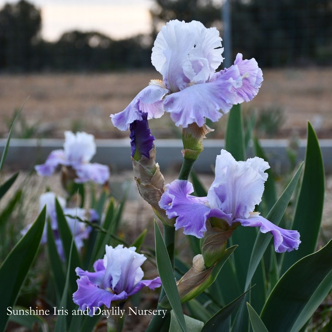 Winsome Dancer - Tall Bearded Iris