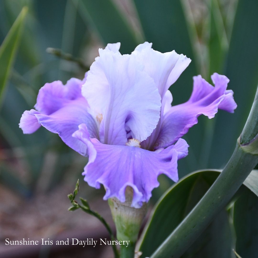 Winsome Dancer - Tall Bearded Iris