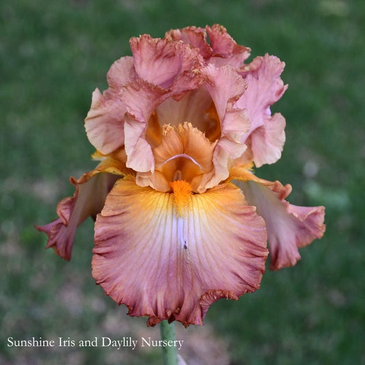 High Roller- Tall Bearded Iris