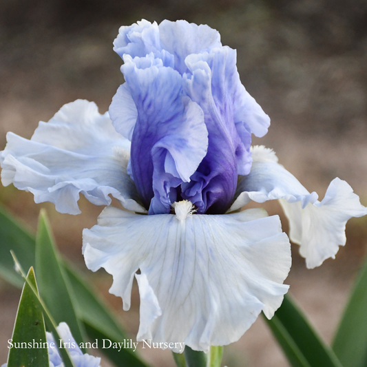 Alpenview - Tall Bearded Iris