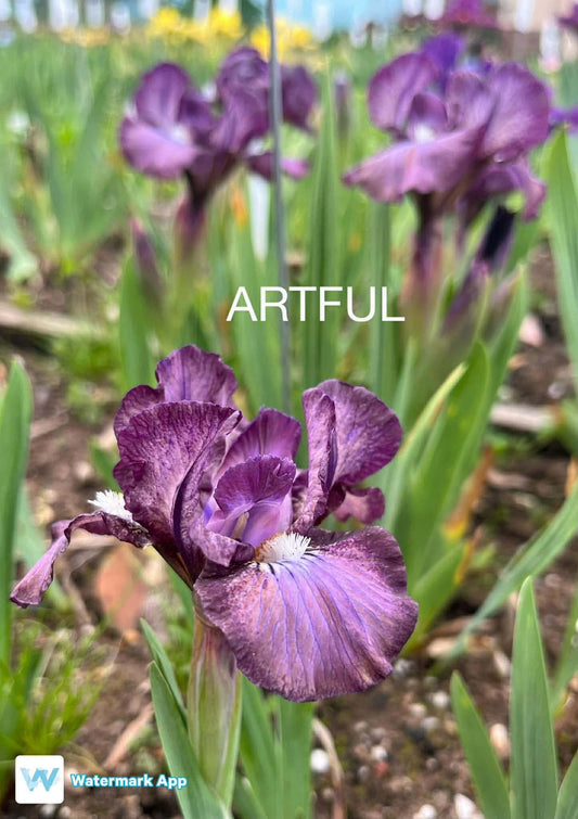 Artful - Dwarf Bearded Iris