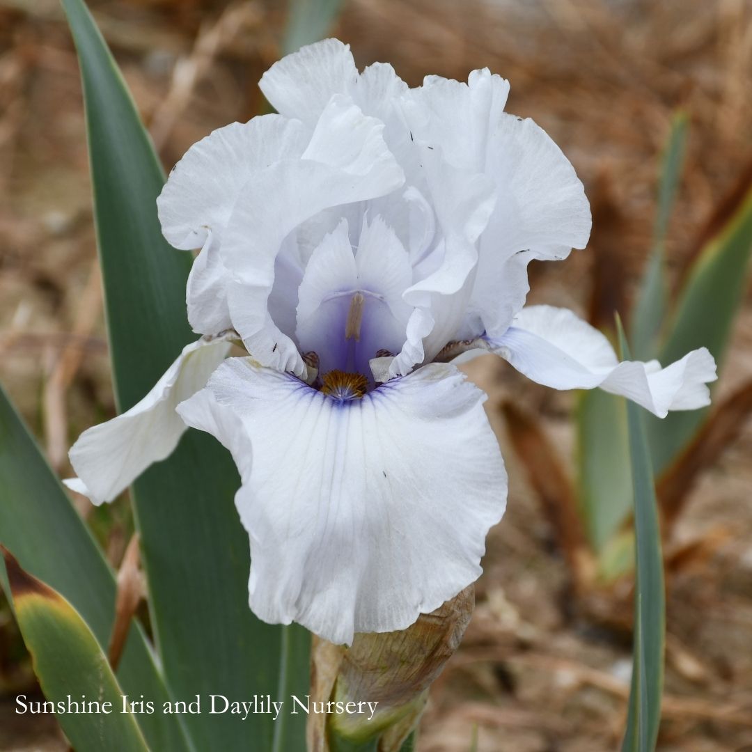 Beau Zam - Tall Bearded Iris